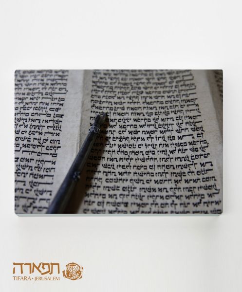 Picture of Torah's hand