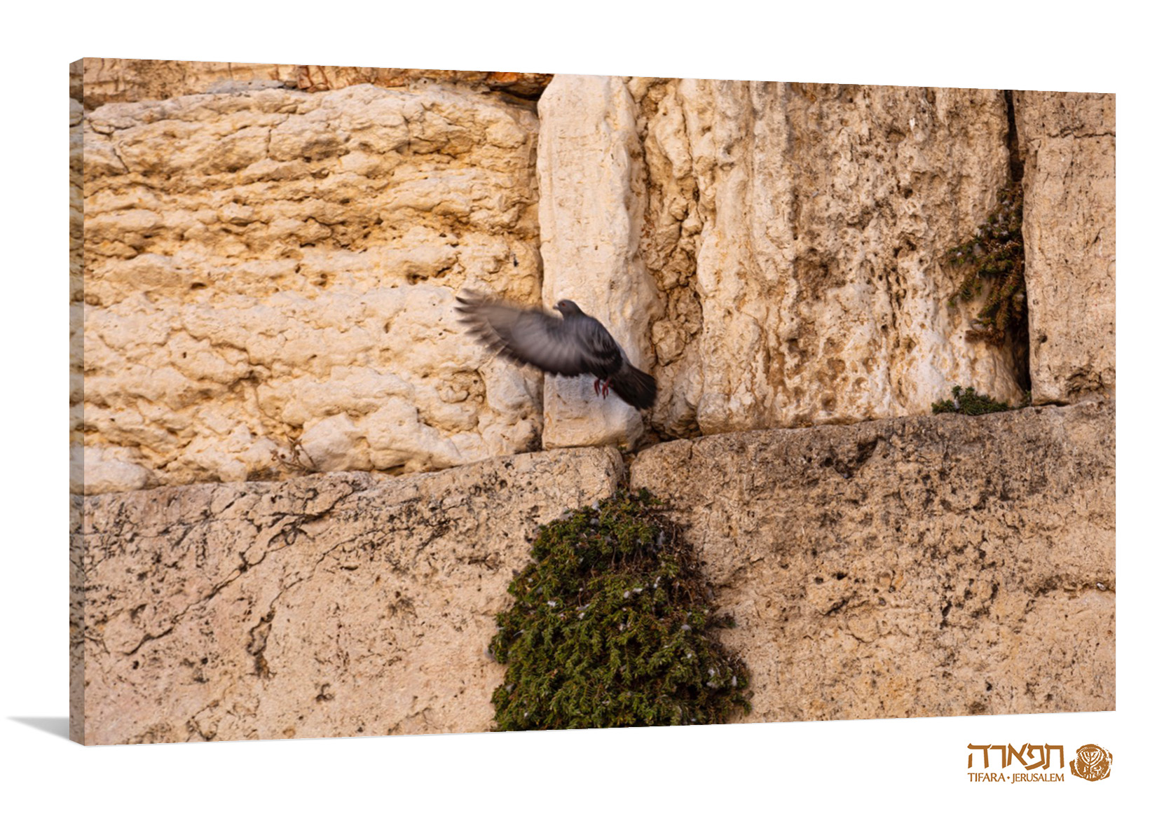 תמונה של יונת שלום